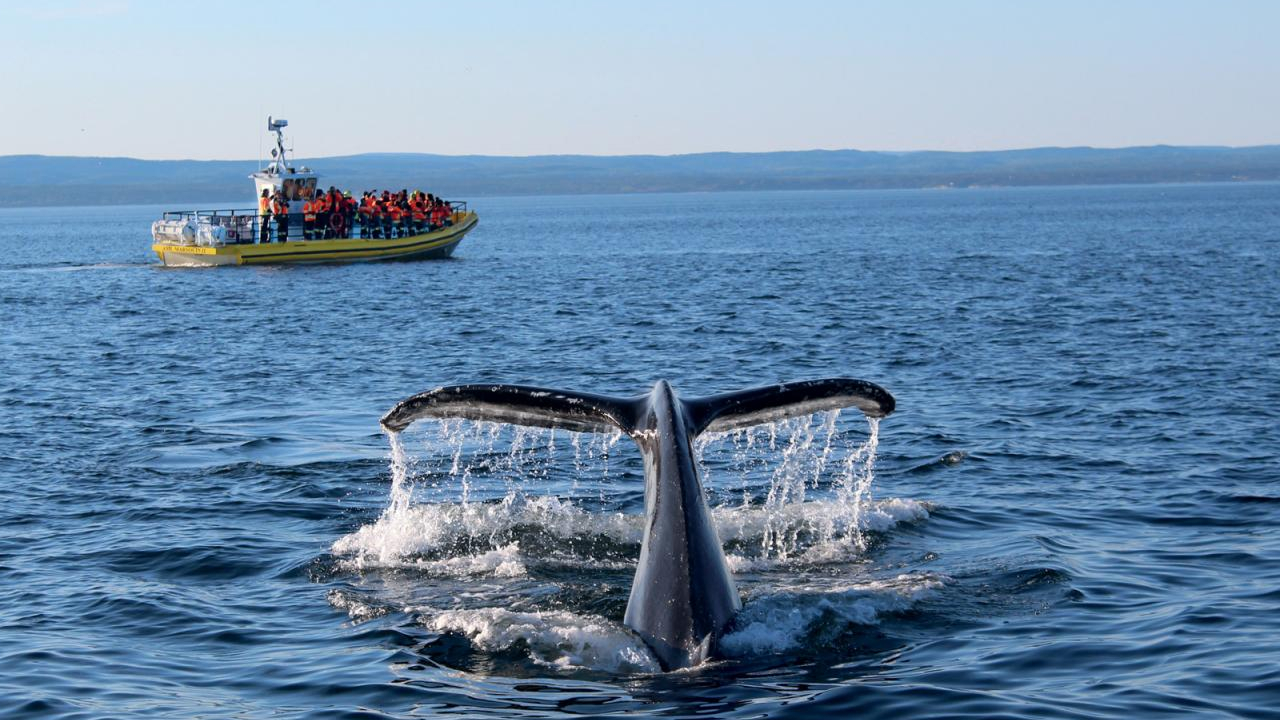 Les baleines de Baie-Sainte-Catherine